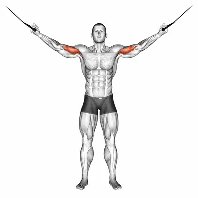 Cable Overhead Curl exercise targeting Upper Arms and Biceps Brachii