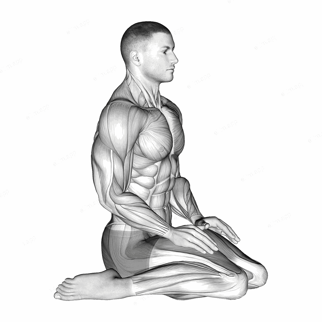 Seated Quadriceps Stretch exercise targeting Thighs