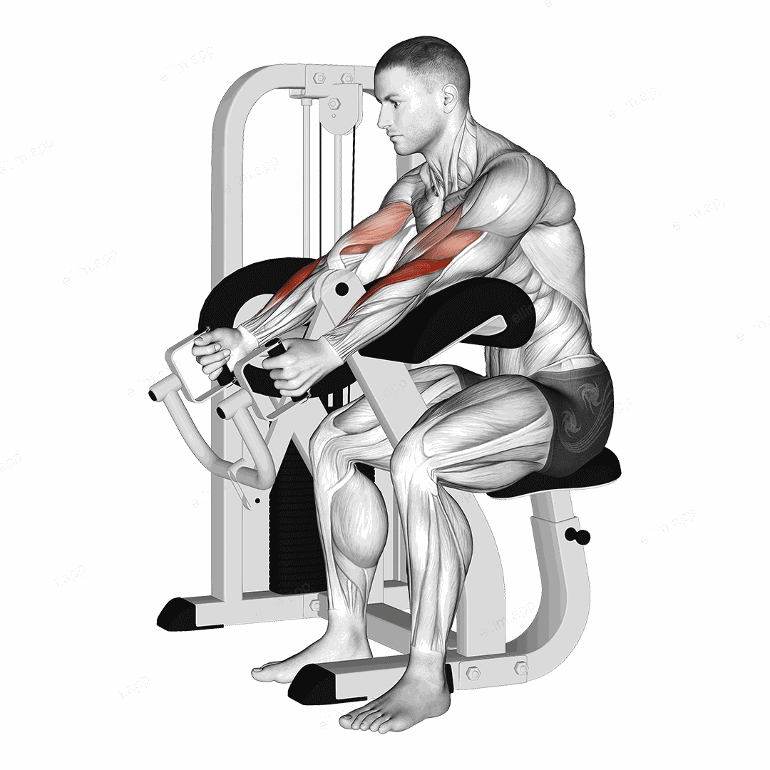 Lever Hammer Grip Preacher Curl exercise targeting Upper Arms
