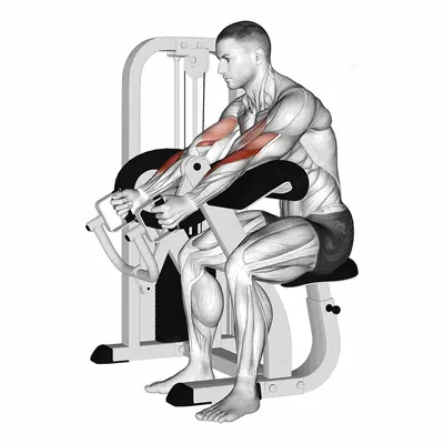 Lever Hammer Grip Preacher Curl exercise targeting Upper Arms