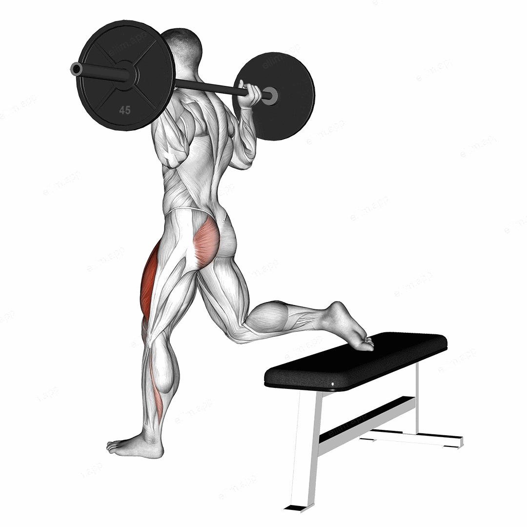 Barbell One Leg Squat exercise targeting Thighs and Quadriceps