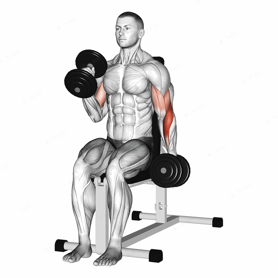 Dumbbell Alternate Seated Hammer Curl exercise targeting Upper Arms