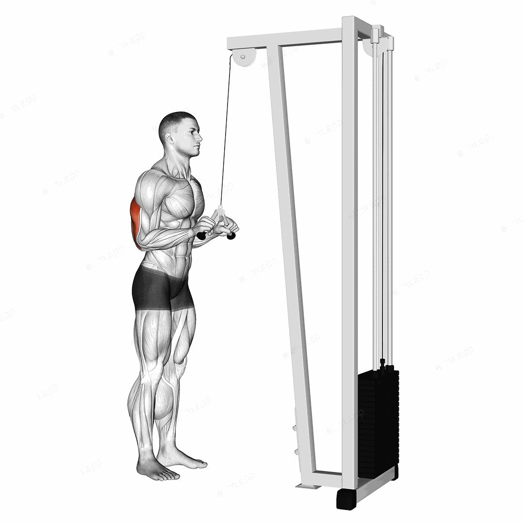 Cable Triceps Pushdown (V bar attachment) exercise targeting Upper Arms