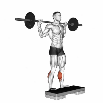 Barbell Standing Leg Calf Raise exercise targeting Calves and Gastrocnemius
