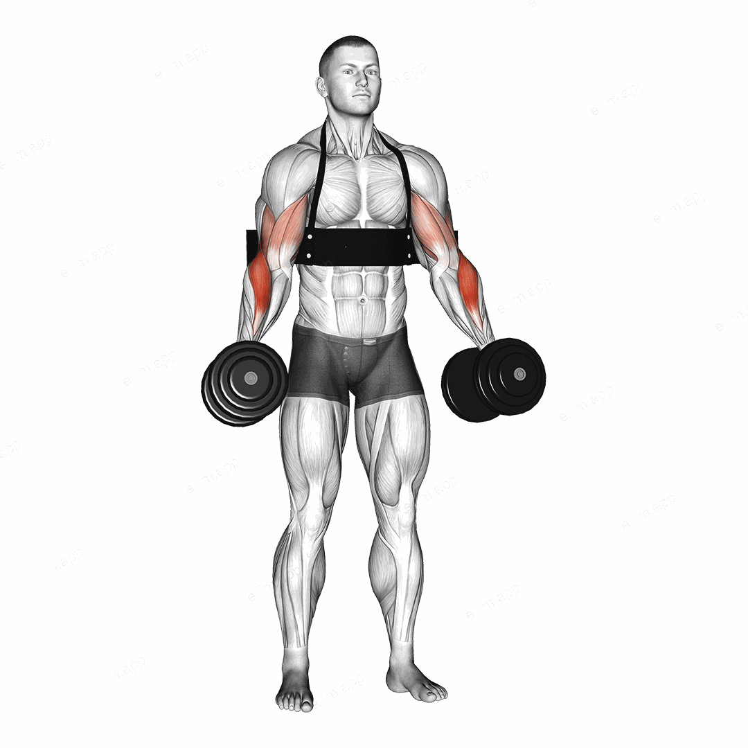 Dumbbell Hammer Curls (with arm blaster) exercise targeting Forearms and Brachioradialis