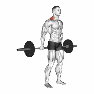 Barbell Behind The Back Shrug exercise targeting Back and Trapezius Upper Fibers