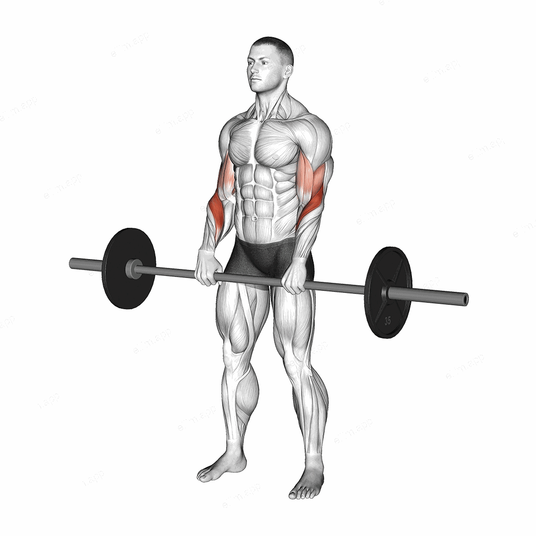 Barbell Reverse Curl exercise targeting Forearms and Brachioradialis