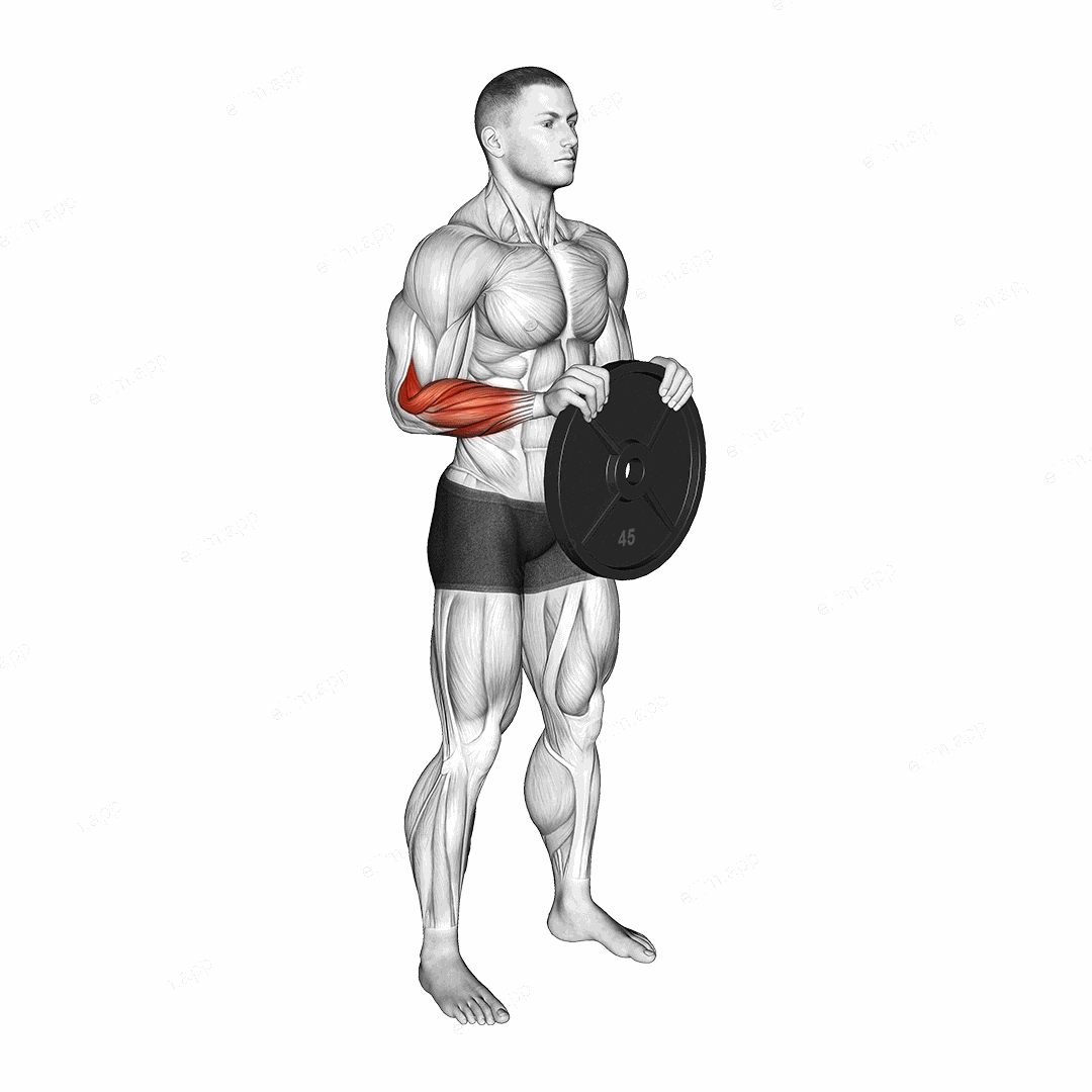 Weighted Plate Standing Hands Torsion exercise targeting Forearms and Brachioradialis