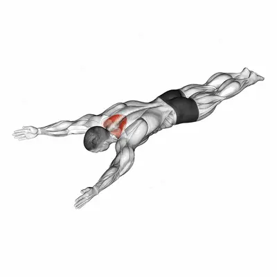 Bodyweight Lying Prone Ys exercise targeting Back