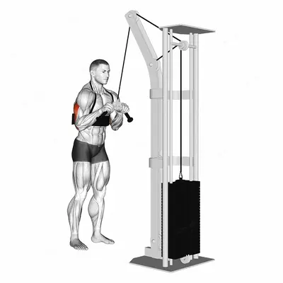 Cable Triceps Pushdown (V-bar) (with arm blaster) exercise targeting Upper Arms and Triceps Brachii