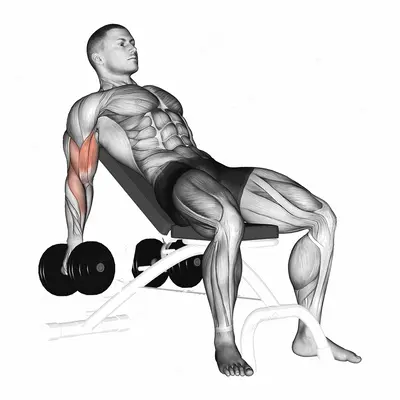 Dumbbell Incline Biceps Curl exercise targeting Upper Arms and Biceps Brachii