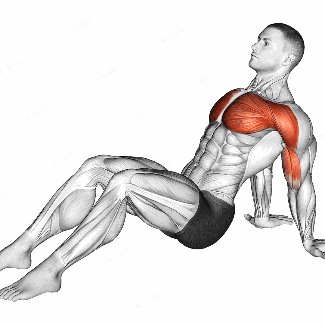 Seated Shoulder Flexor Depresor Retractor Stretch Bent Knee exercise targeting Brachialis and Brachioradialis