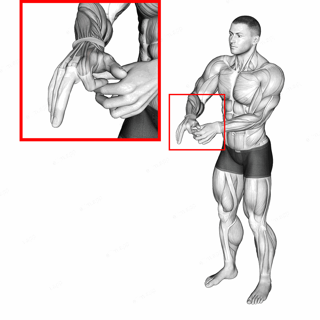 Flexion Finger Stretch exercise targeting Forearms
