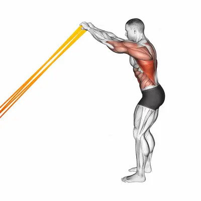 Resistance Band Skier exercise targeting Back
