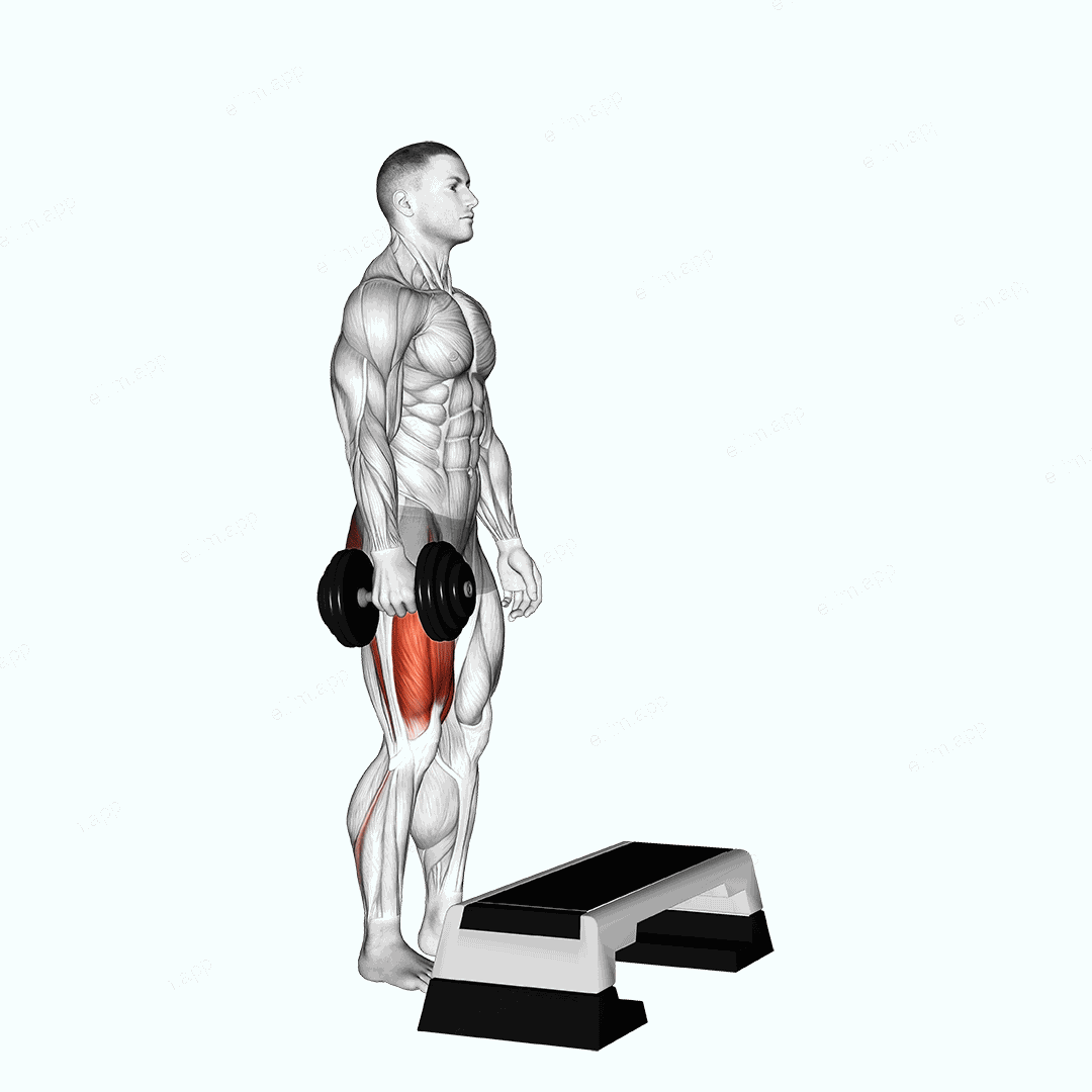 Dumbbell Single Leg Step Up exercise targeting Thighs and Gluteus Maximus