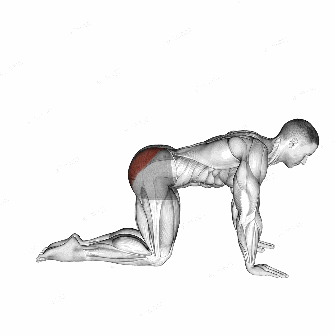 Bent Leg Kickback (kneeling) exercise targeting Hips and Gluteus Maximus