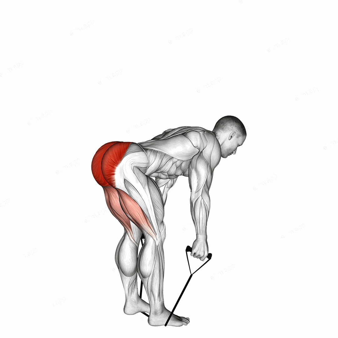 Band straight back stiff leg deadlift exercise targeting Hips and Gluteus Maximus