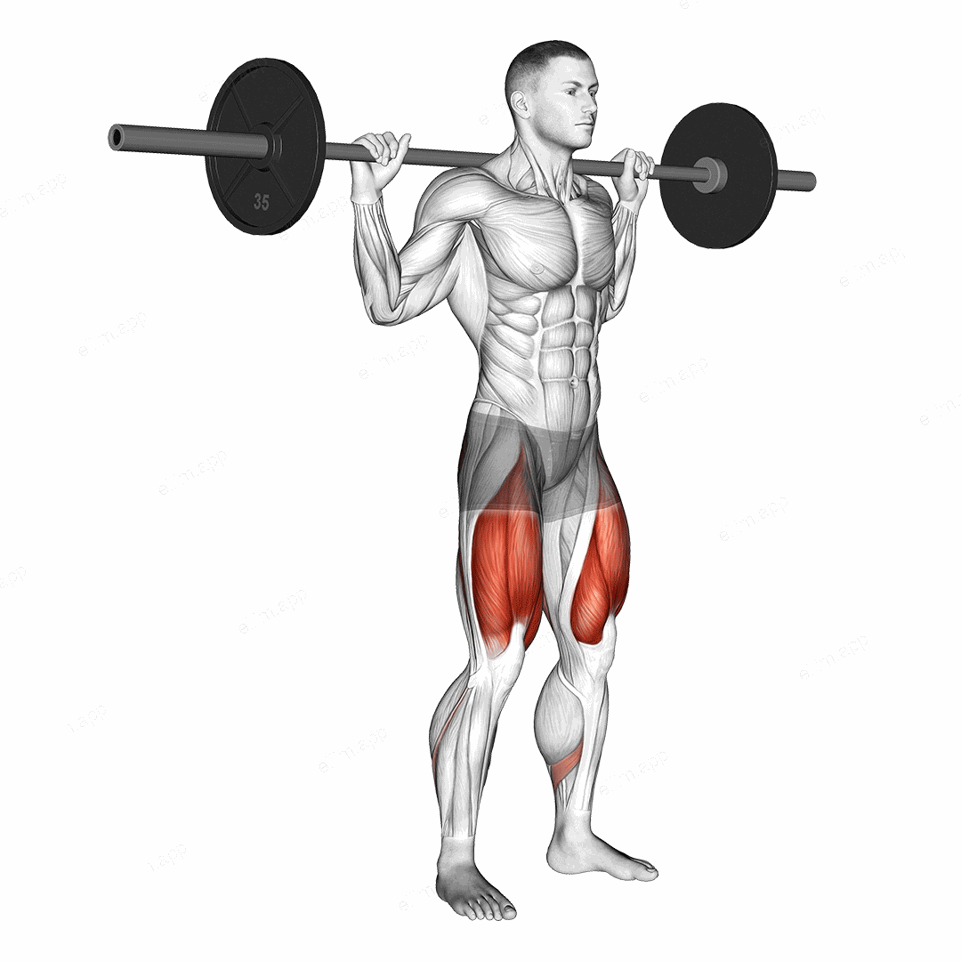 Barbell High Bar Squat exercise targeting Thighs and Gluteus Maximus