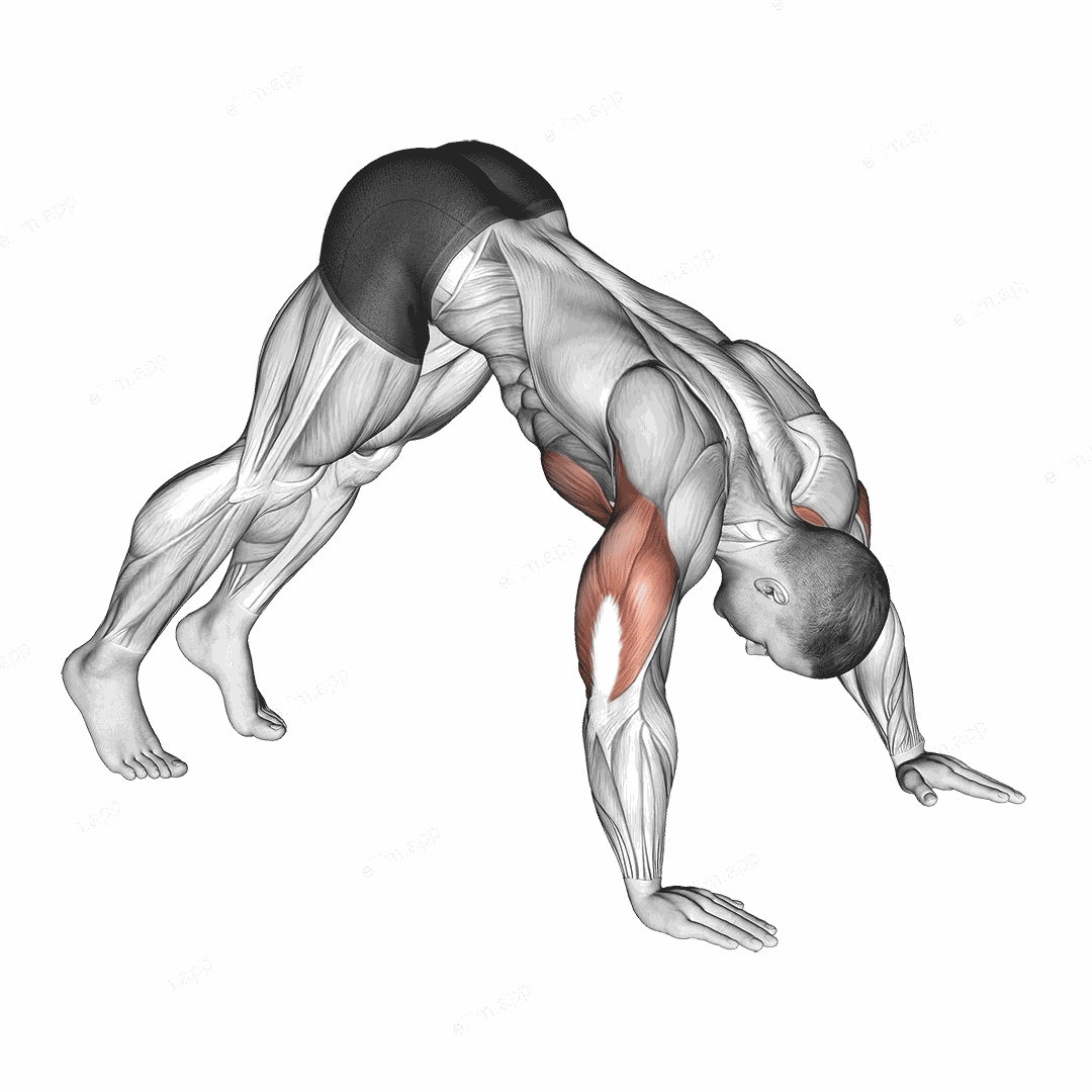 Pike Push up exercise targeting Chest and Deltoid Anterior