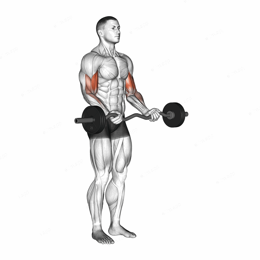 EZ Barbell Curl exercise targeting Upper Arms and Biceps Brachii