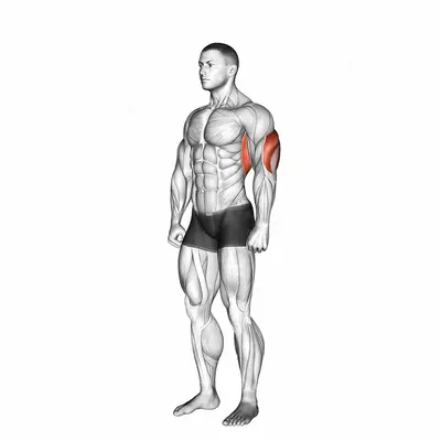Overhead Triceps Stretch exercise targeting Upper Arms and Triceps Brachii
