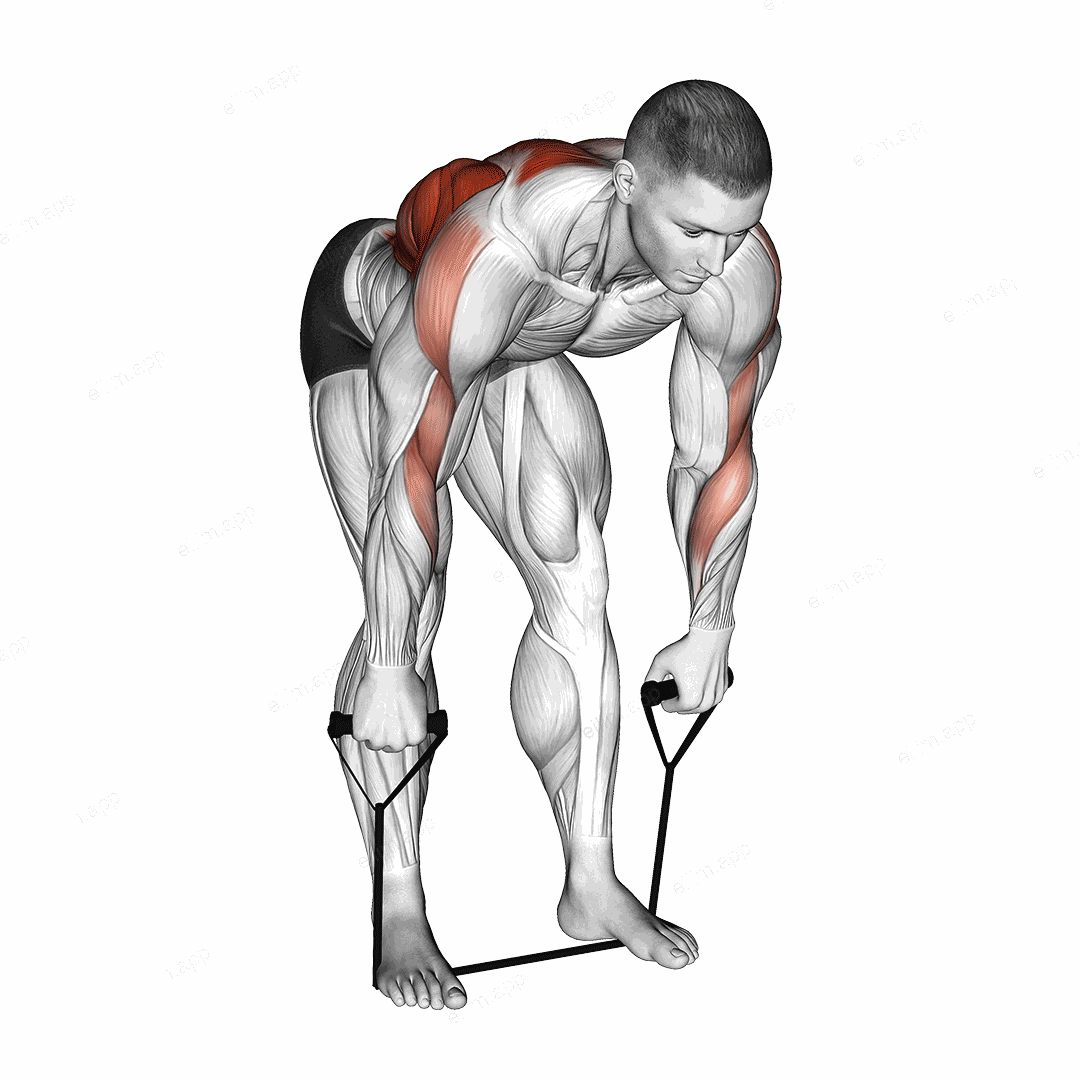 Band Bent Over Wide Grip Row exercise targeting Back and Infraspinatus