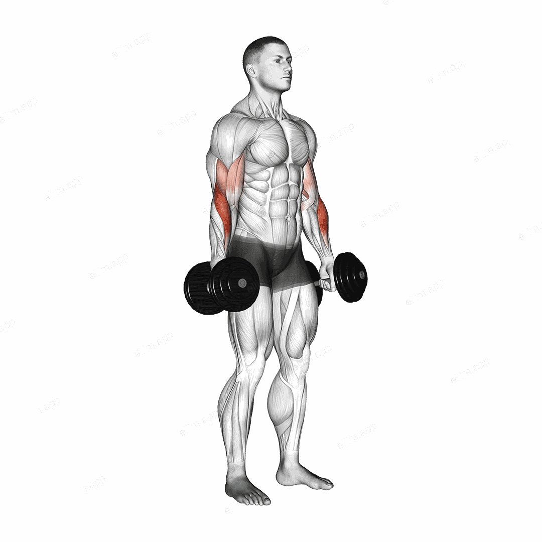 Dumbbell Standing Reverse Curl exercise targeting Forearms and Brachioradialis