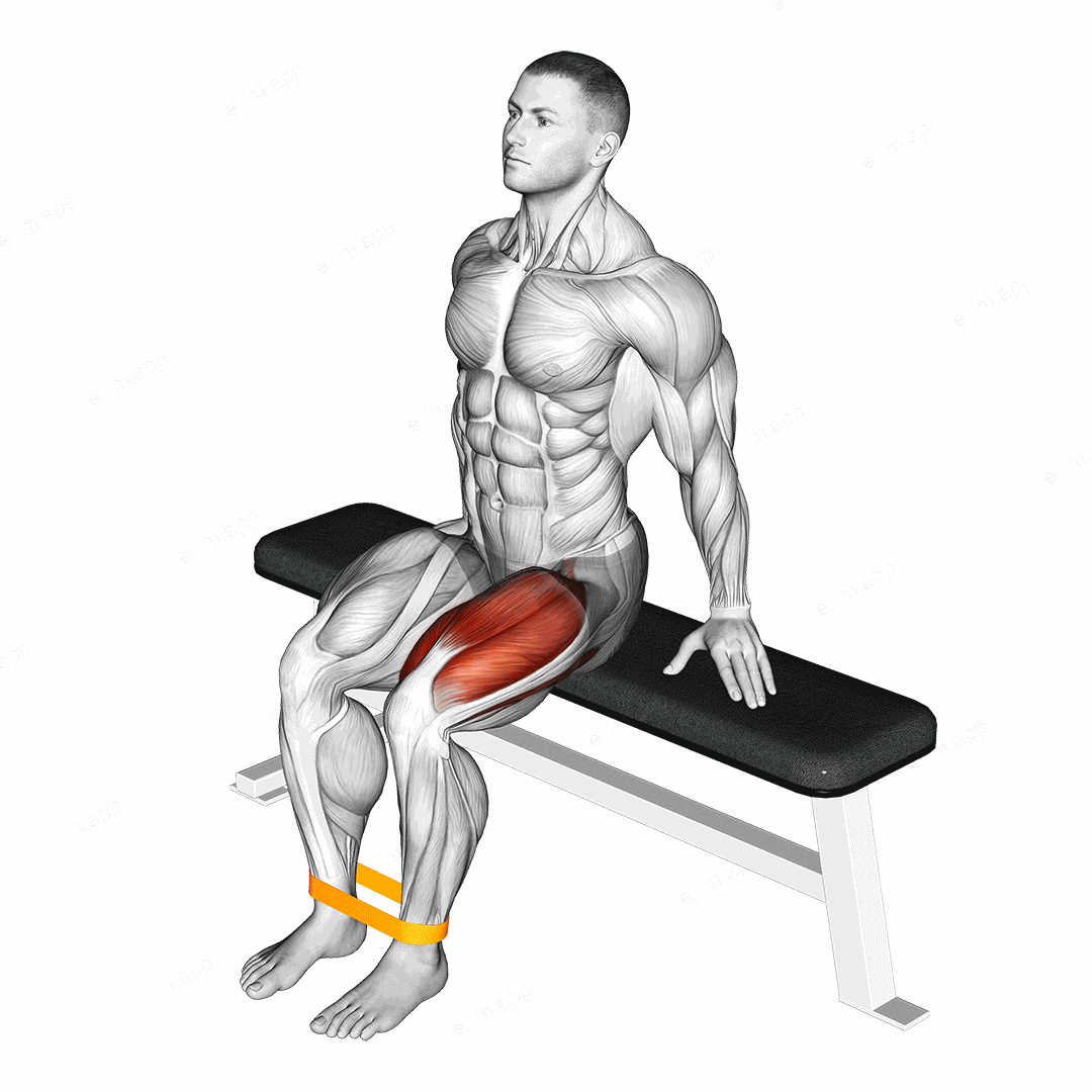 Resistance Band Leg Extension exercise targeting Thighs and Quadriceps