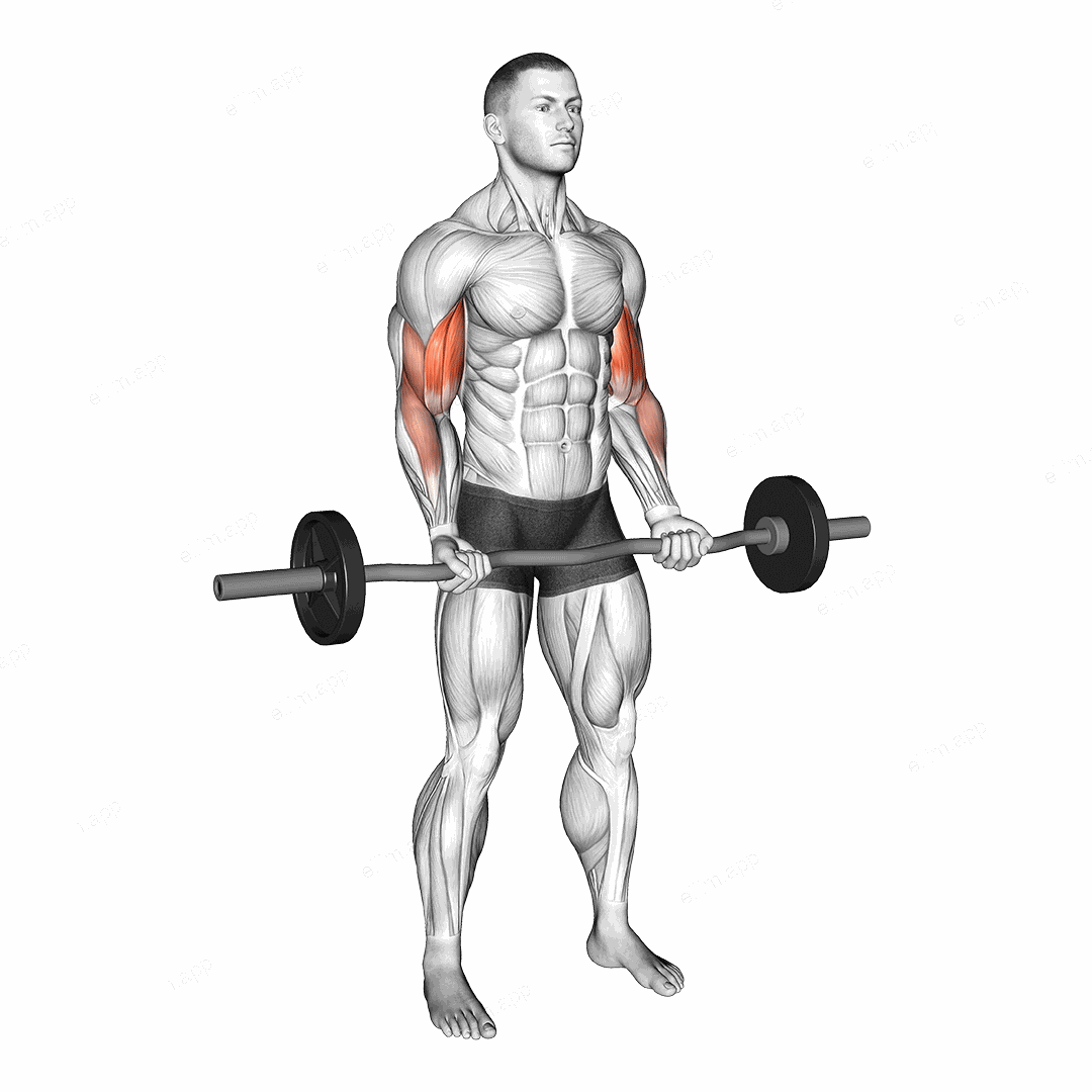 EZ-bar 21s exercise targeting Upper Arms and Biceps Brachii
