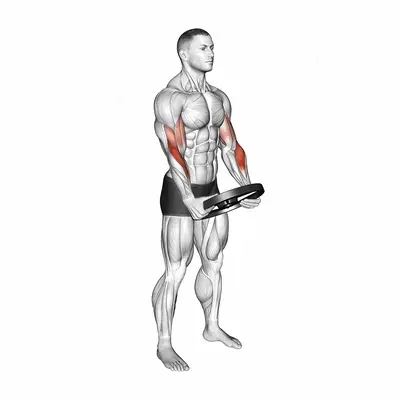 Weighted Plate Standing Biceps Curl exercise targeting Forearms