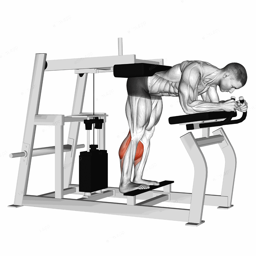 Lever Donkey Calf Raise exercise targeting Calves and Gastrocnemius