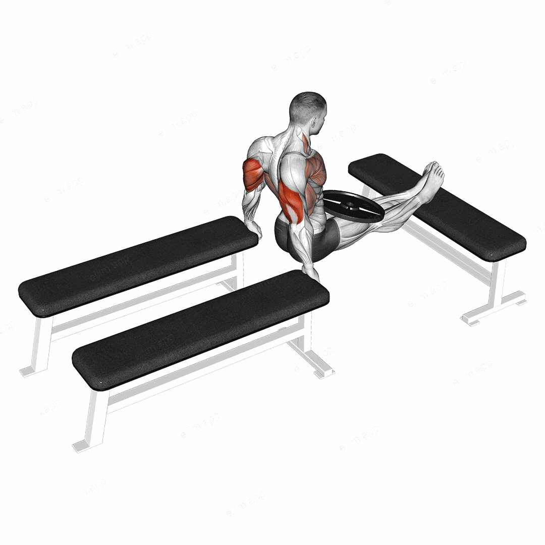 Weighted Three Bench Dips exercise targeting Upper Arms and Triceps Brachii