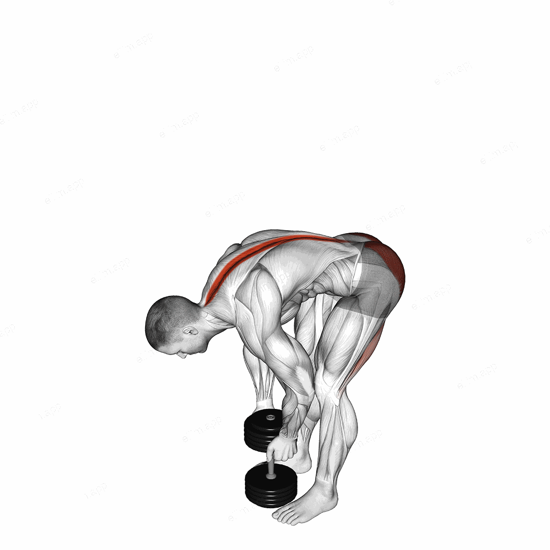 Dumbbell Straight Legs Deadlift exercise targeting Hips and Erector Spinae