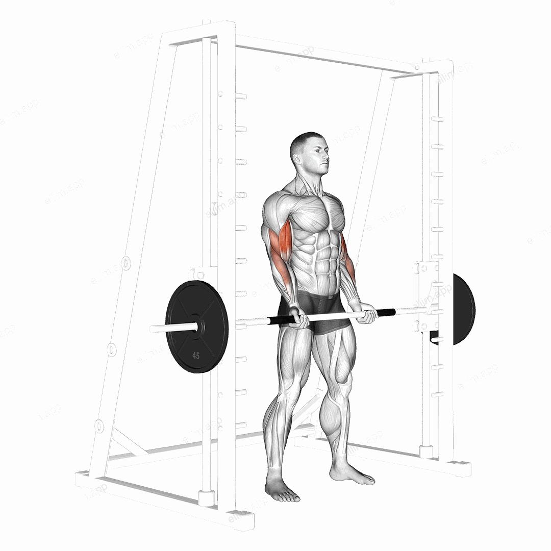 Smith Machine Bicep Curl exercise targeting Upper Arms and Biceps Brachii