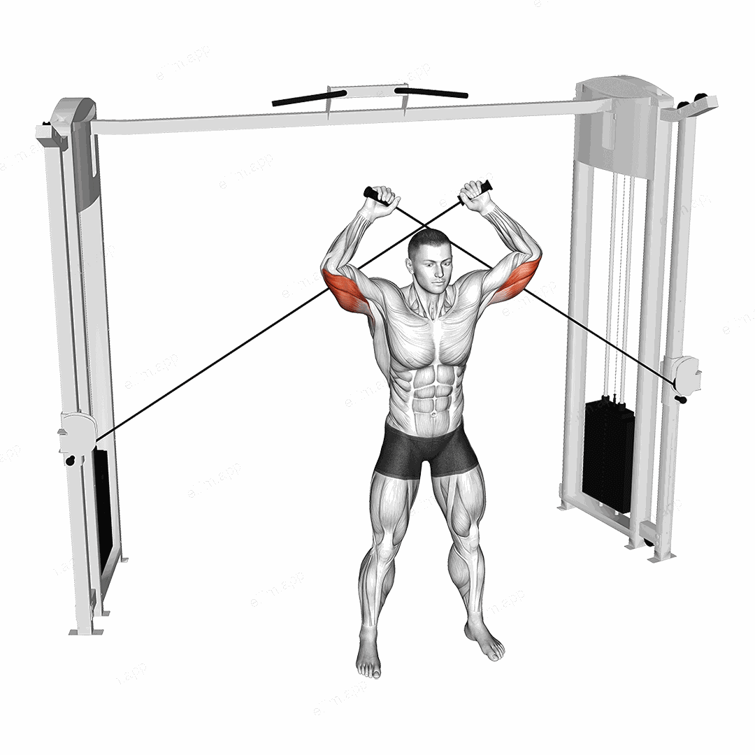 Cable High Triceps Extension exercise targeting Upper Arms and Triceps Brachii