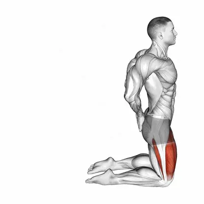 Bodyweight Kneeling Sissy Squat exercise targeting Thighs and Quadriceps