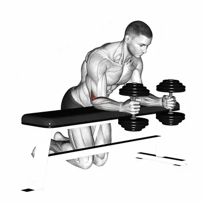 Dumbbell Over Bench Neutral Wrist Curl exercise targeting Forearms and Brachioradialis