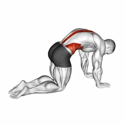 Cat Cow Stretch exercise targeting Waist and Erector Spinae