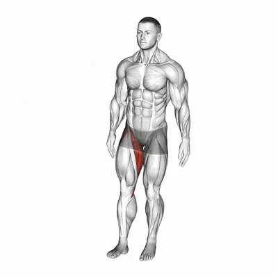 Standing Leg Circle exercise targeting Hips and Adductor Brevis