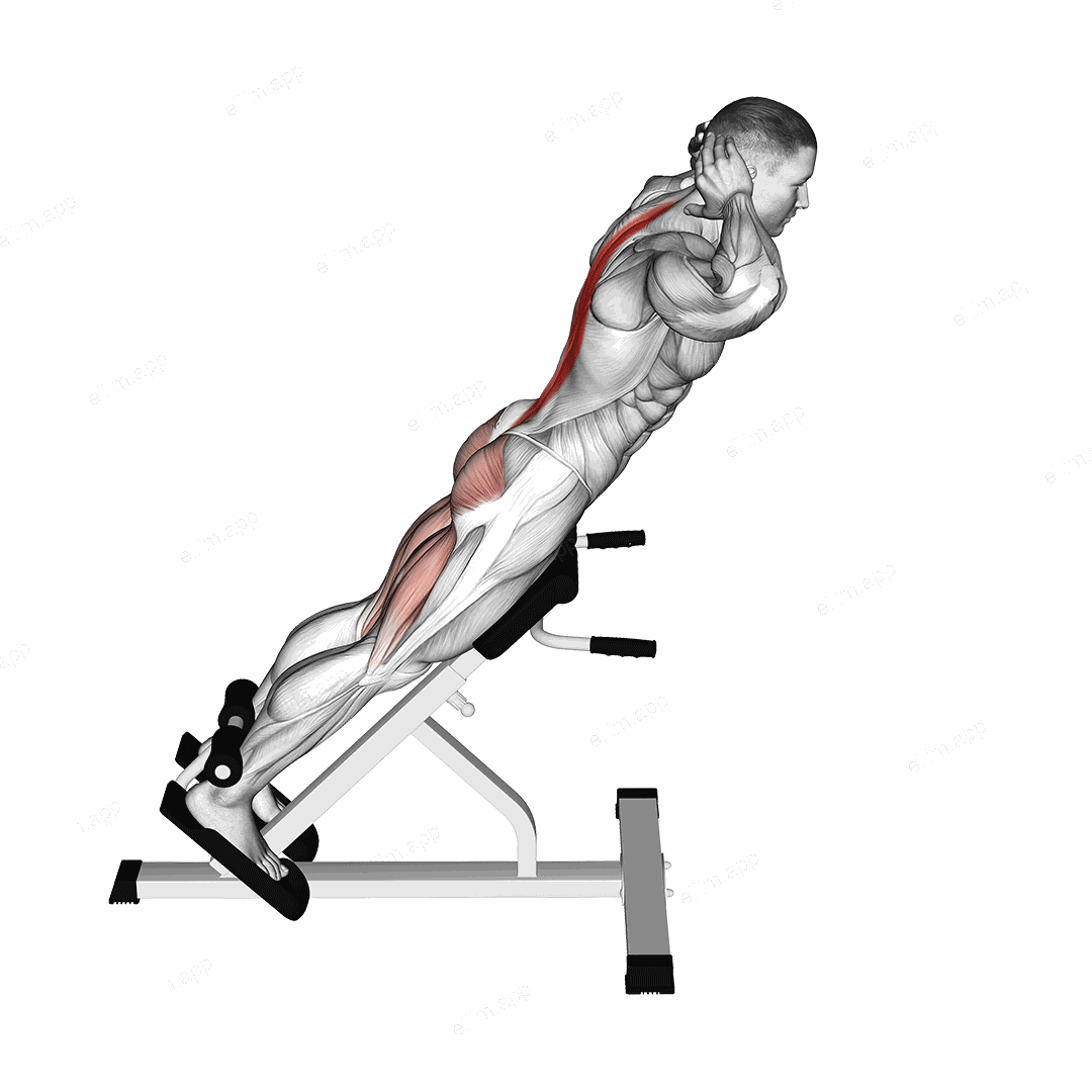 Hyperextension exercise targeting Waist and Erector Spinae