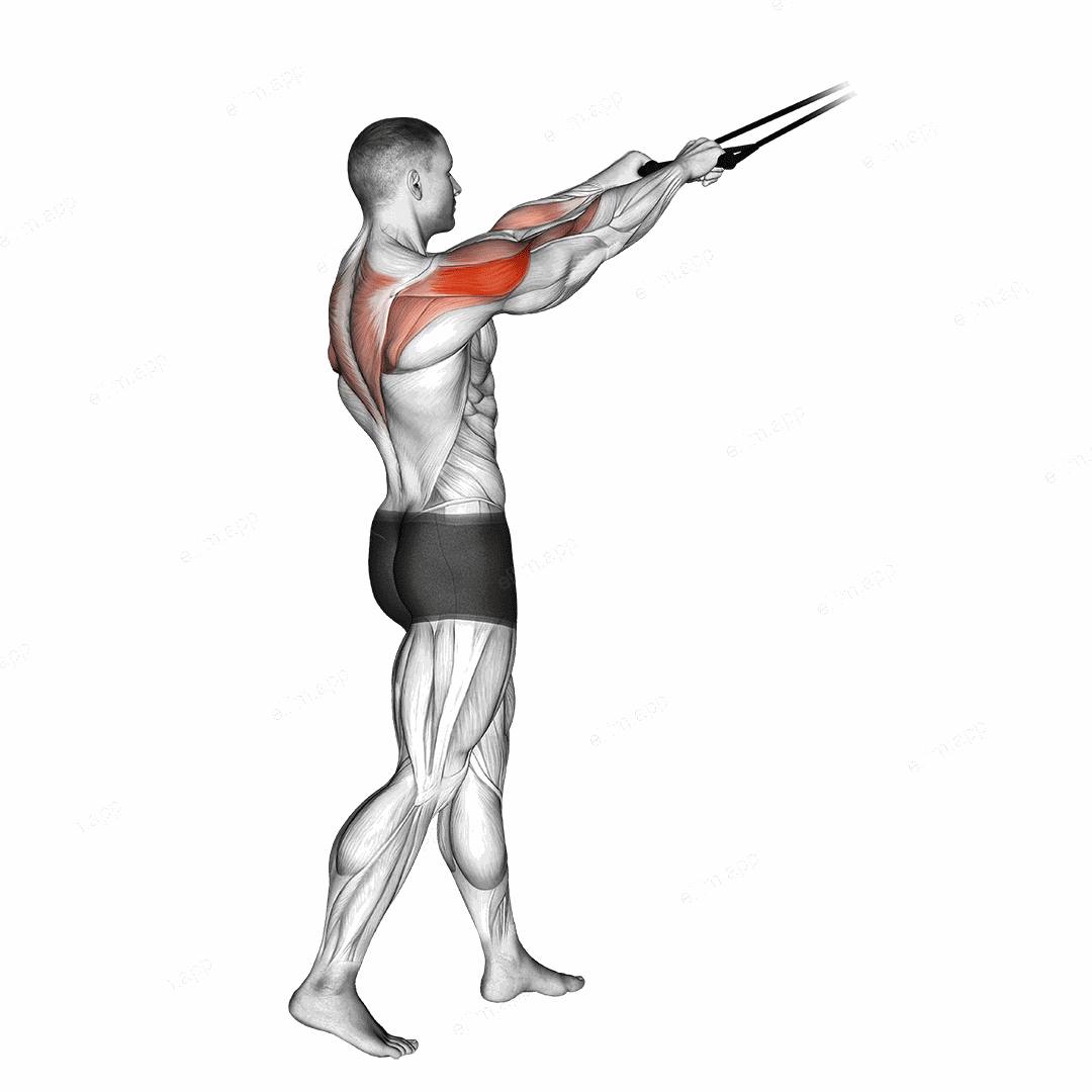 Band standing rear delt row exercise targeting Shoulders and Deltoid Posterior