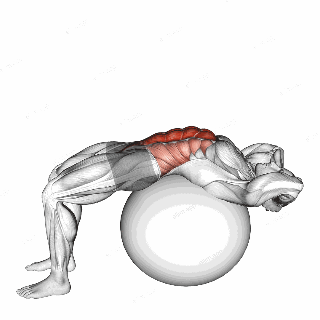 Stability Ball Crunch (Full range hands behind head) exercise targeting Waist and Rectus Abdominis