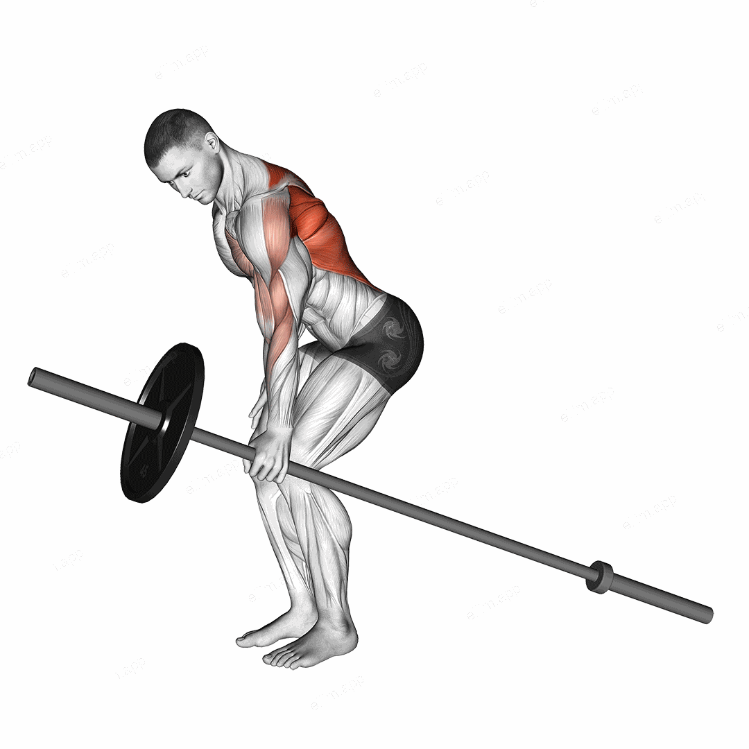 Barbell One Arm Bent over Row exercise targeting Back and Infraspinatus