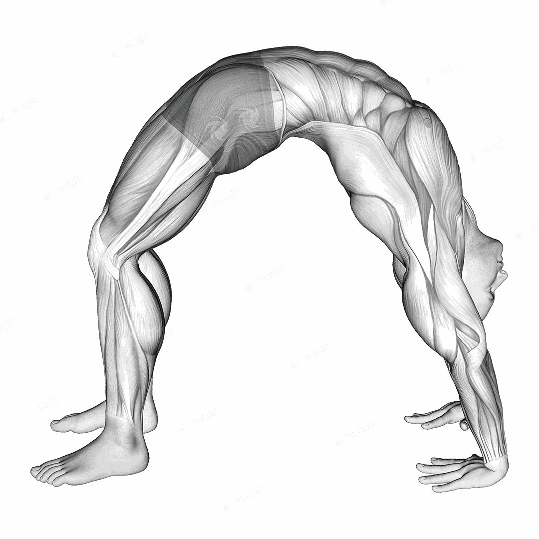 Wheel Pose Yoga Pose exercise targeting Waist