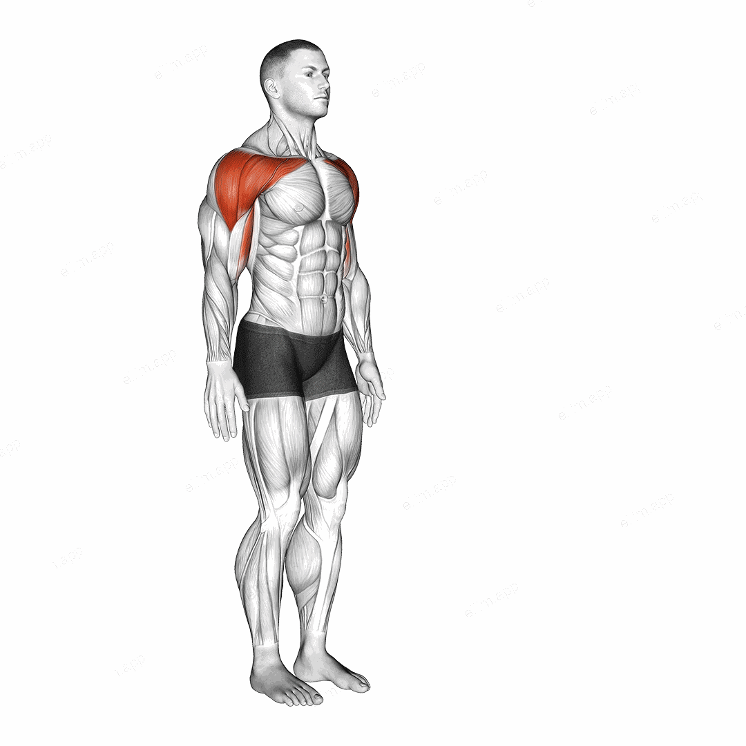 Shoulder - Flexion exercise targeting Shoulders