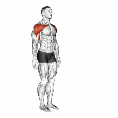 Shoulder - Flexion exercise targeting Shoulders