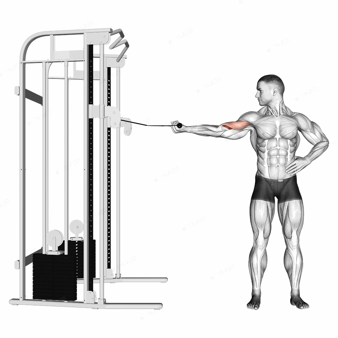 Cable one arm inner biceps curl exercise targeting Upper Arms and Brachialis