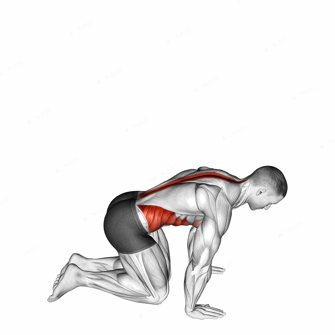 Kneeling Back Rotation Stretch exercise targeting Back and Erector Spinae