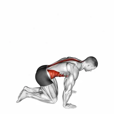 Kneeling Back Rotation Stretch exercise targeting Back and Erector Spinae