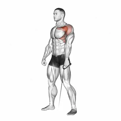 Cable Forward Raise exercise targeting Shoulders and Deltoid Anterior